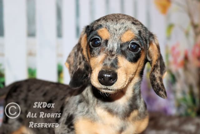 RUSS. & INT CH Dachshund Puppies media 14