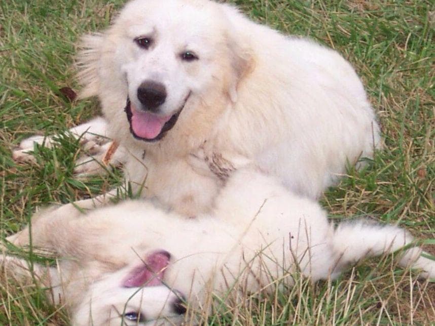 Great Pyrenees Puppies LGD in NE Georgia with health tested parents breeder image 1