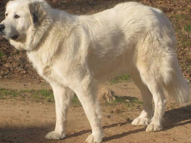 Great Pyrenees Puppies LGD in NE Georgia with health tested parents breeder image 2
