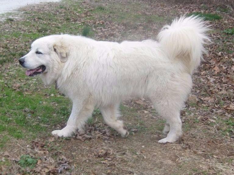 Great Pyrenees Puppies LGD in NE Georgia with health tested parents breeder image 3