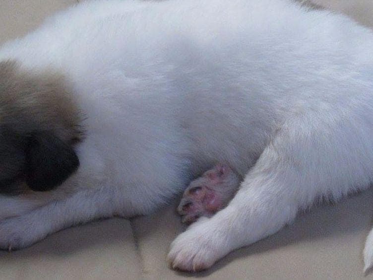 Great Pyrenees Puppies LGD in NE Georgia with health tested parents breeder image 4
