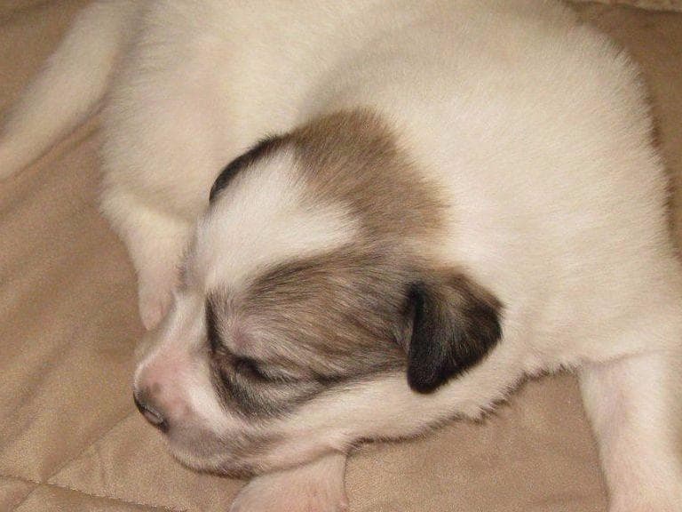 Great Pyrenees Puppies LGD in NE Georgia with health tested parents breeder image 5