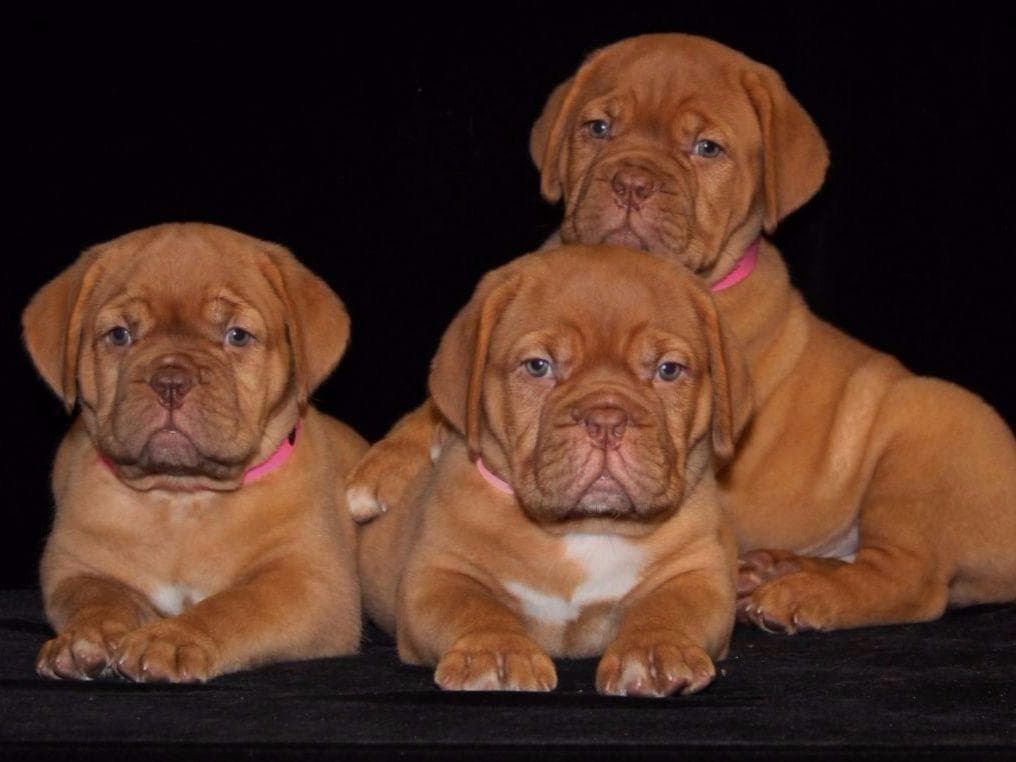 PuppyCreek Kennels breeder image 7