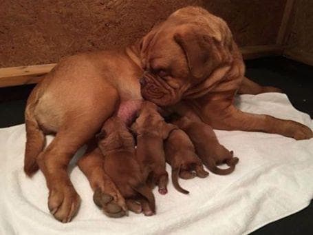 PuppyCreek Kennels breeder image 15