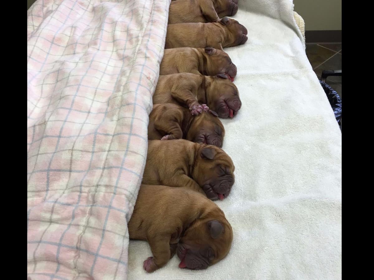 PuppyCreek Kennels breeder image 19