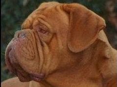 PuppyCreek Kennels breeder image 4
