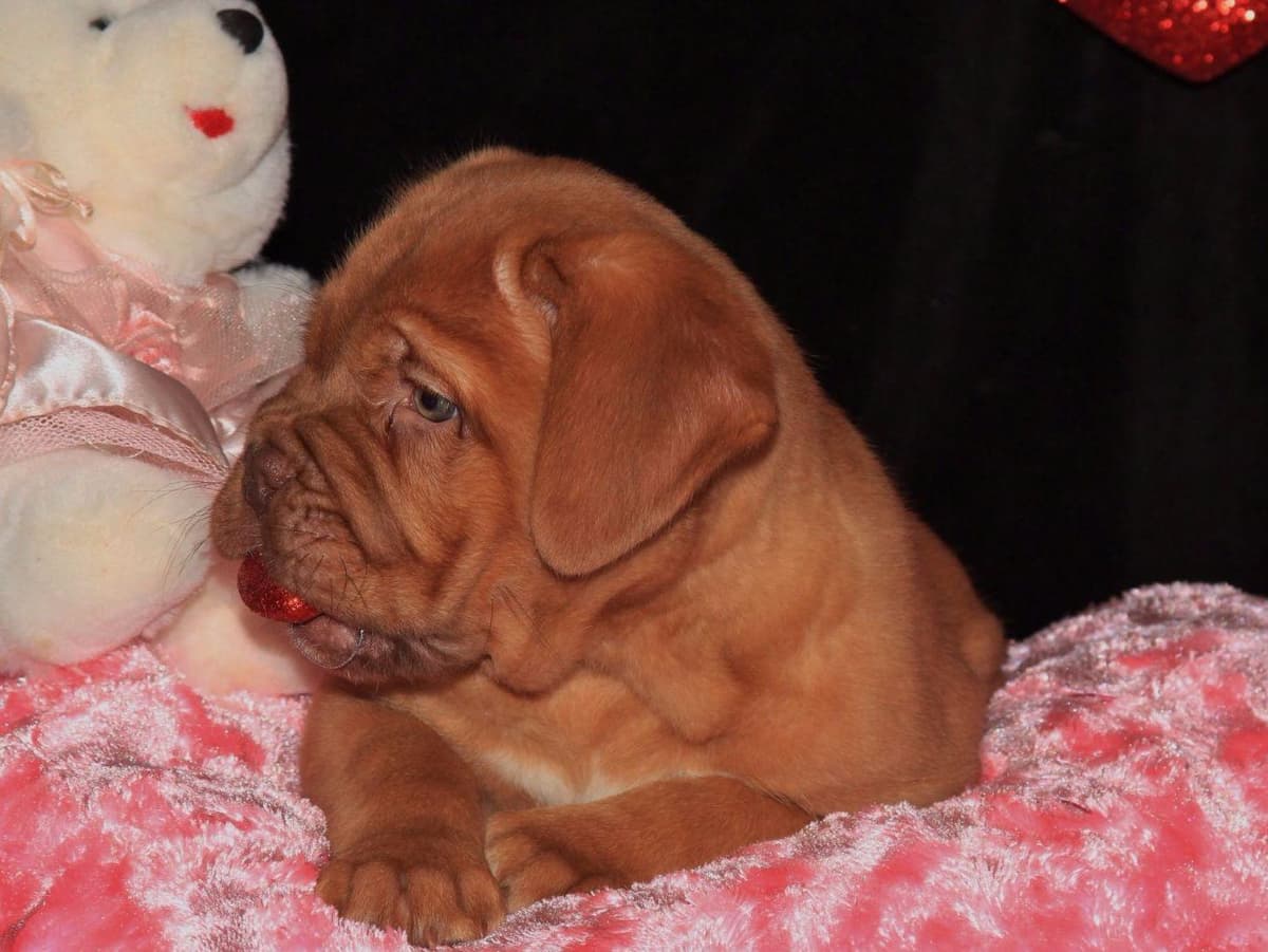 PuppyCreek Kennels breeder image 24