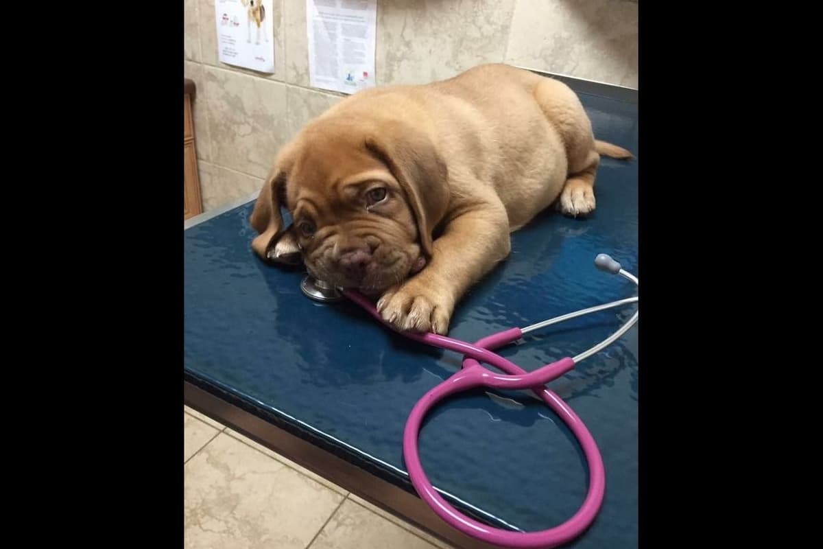 PuppyCreek Kennels breeder image 33