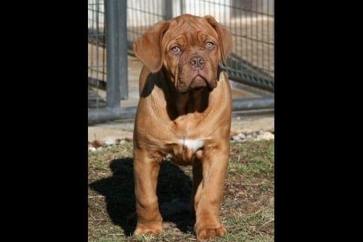 PuppyCreek Kennels breeder image 40