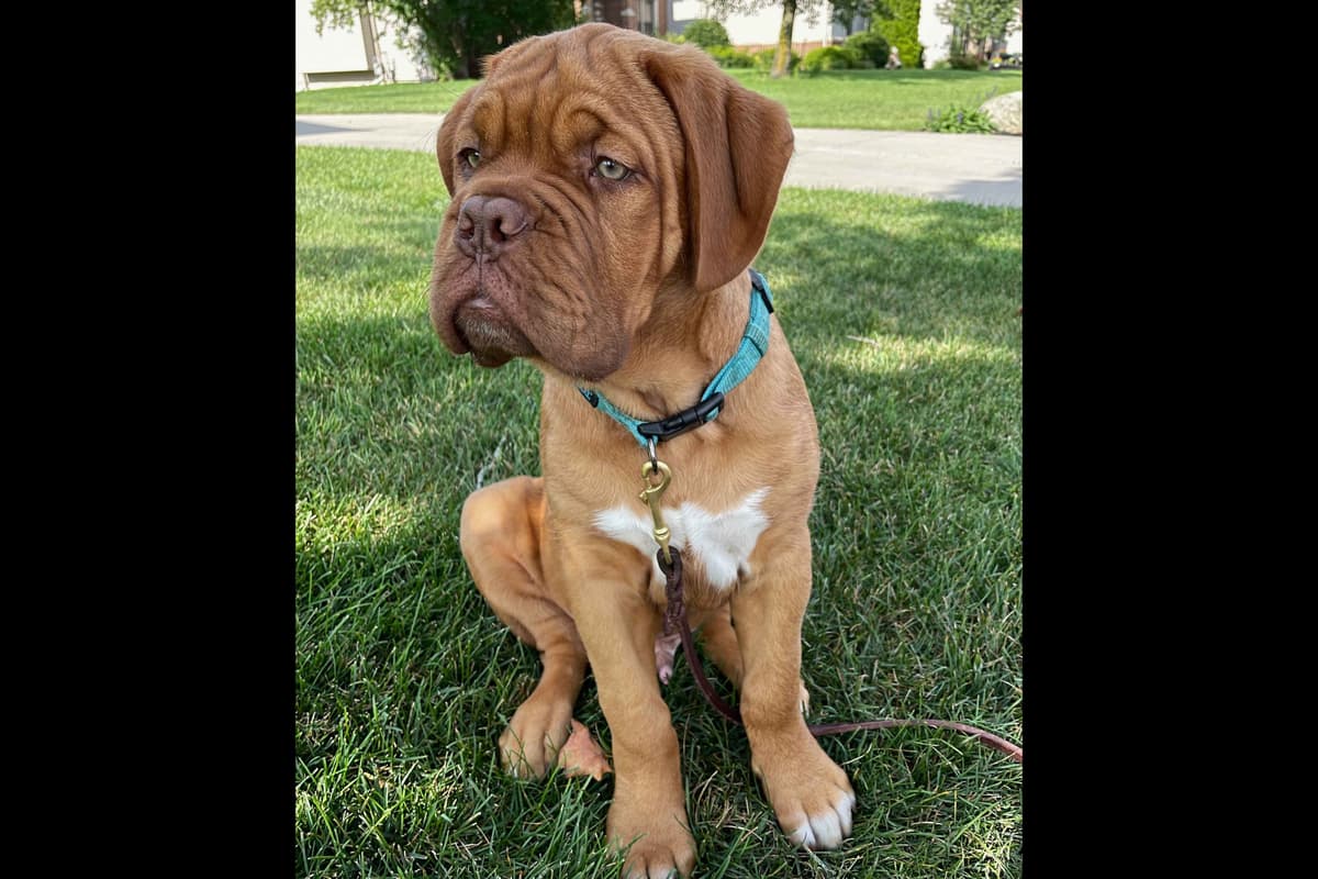 PuppyCreek Kennels breeder image 43