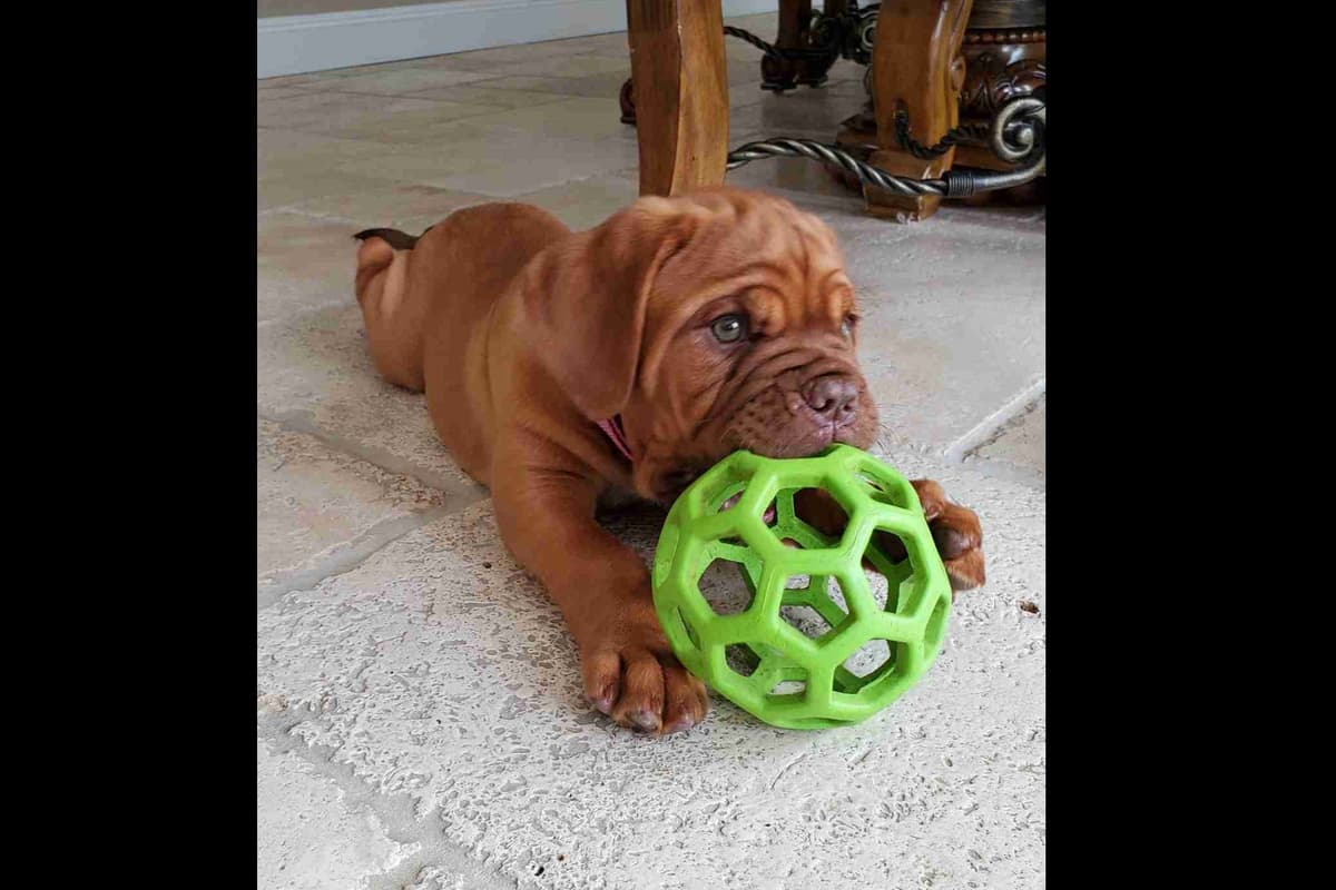 PuppyCreek Kennels breeder image 46