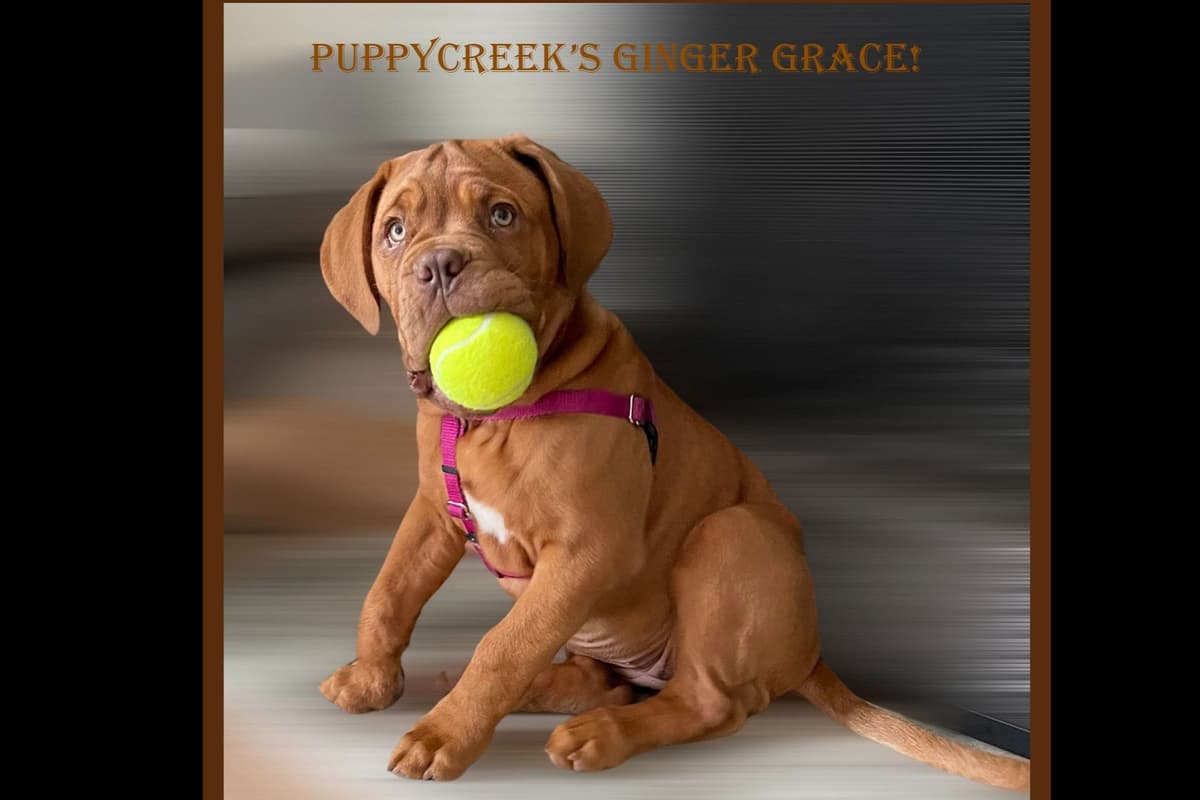 PuppyCreek Kennels breeder image 47