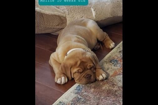 PuppyCreek Kennels breeder image 49