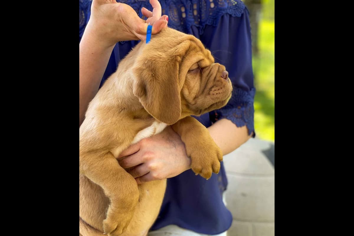 PuppyCreek Kennels breeder image 51