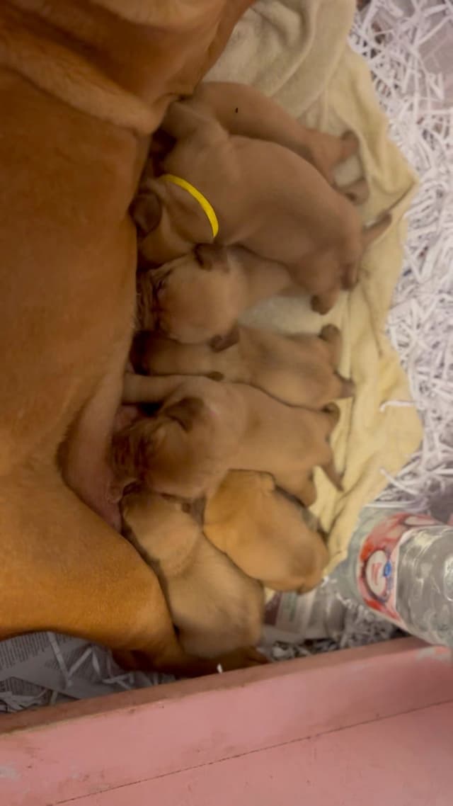 PuppyCreek Kennels media 3