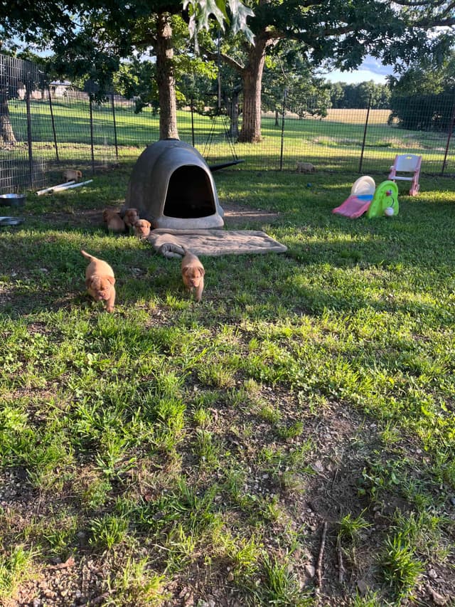 PuppyCreek Kennels media 4