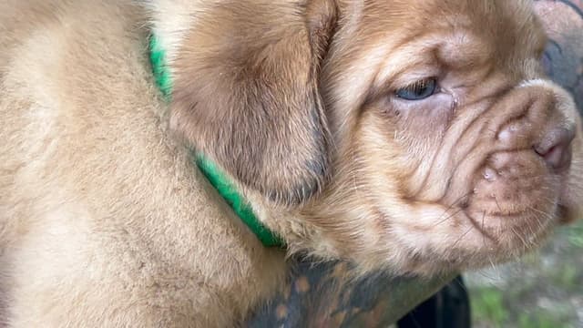 PuppyCreek Kennels media 7