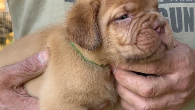PuppyCreek Kennels media 6