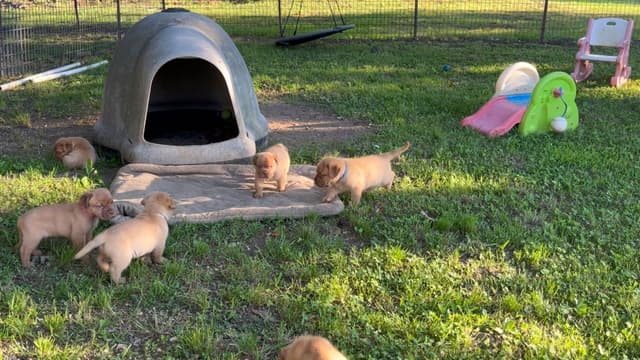 PuppyCreek Kennels media 10
