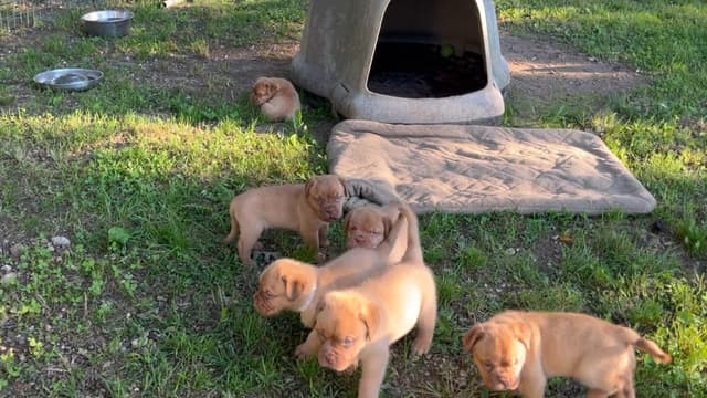PuppyCreek Kennels media 13