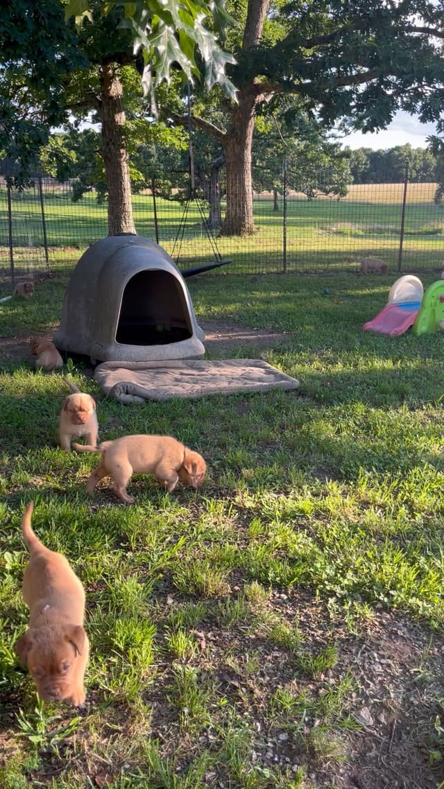 PuppyCreek Kennels media 11