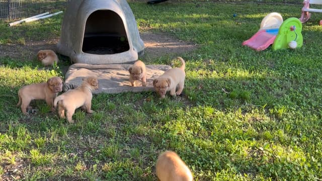 PuppyCreek Kennels media 16