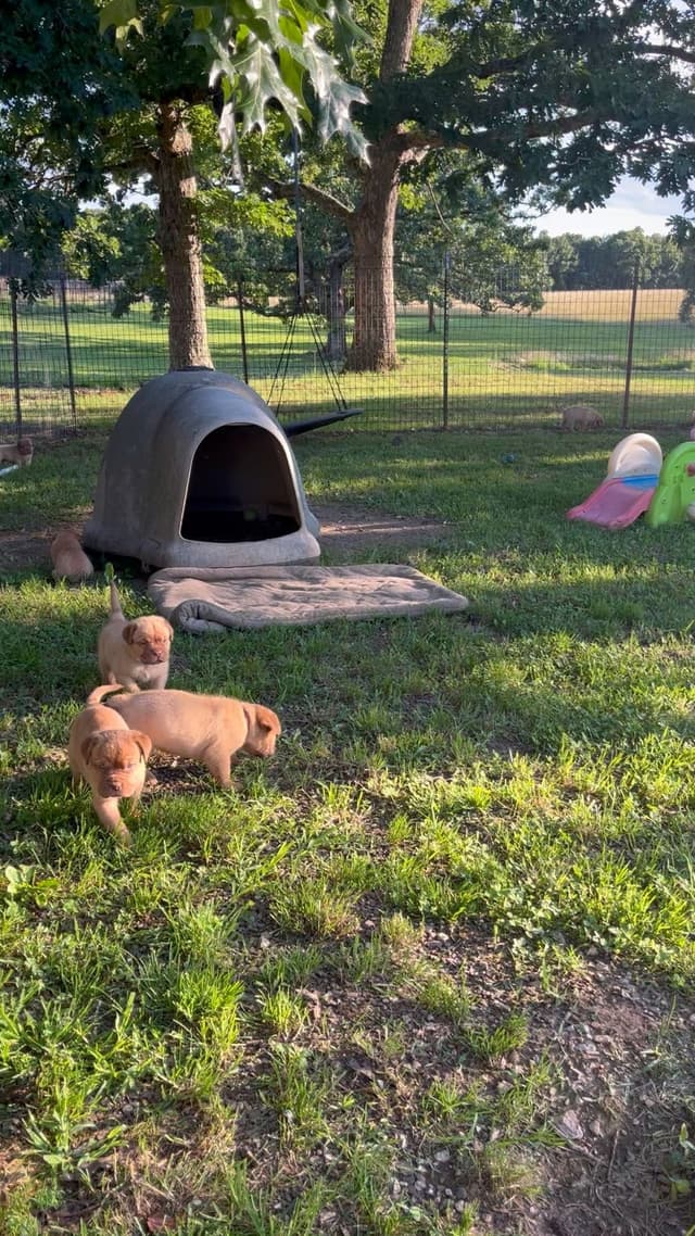 PuppyCreek Kennels media 15