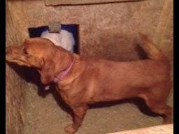 Labrador Retriever Puppies breeder image 1