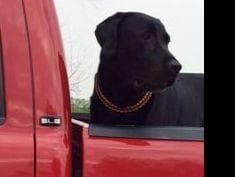 Labrador Retriever Puppies breeder image 8