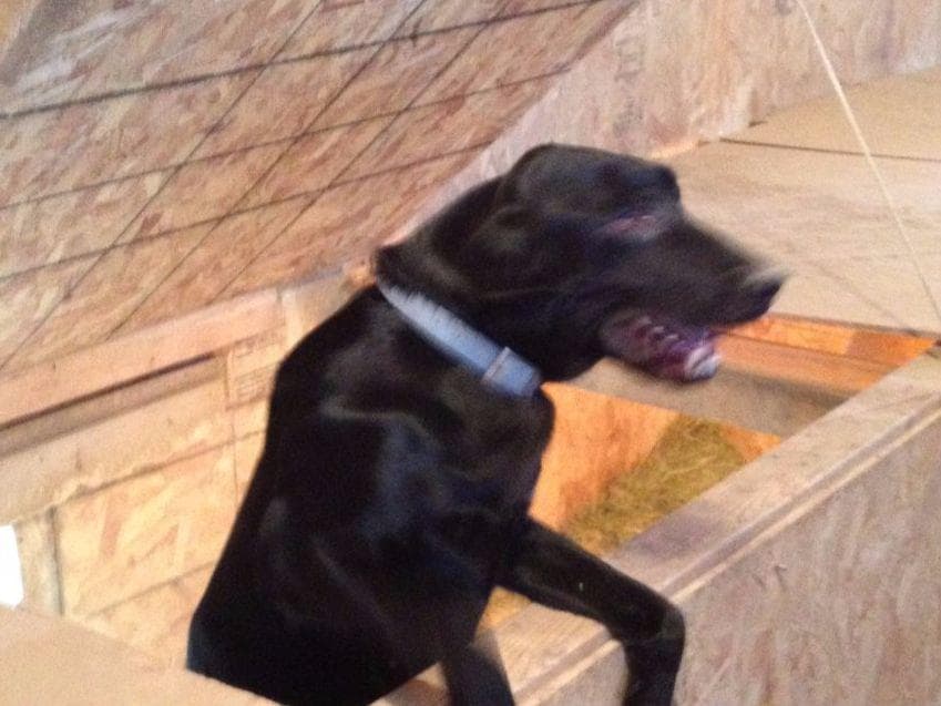 Labrador Retriever Puppies breeder image 9
