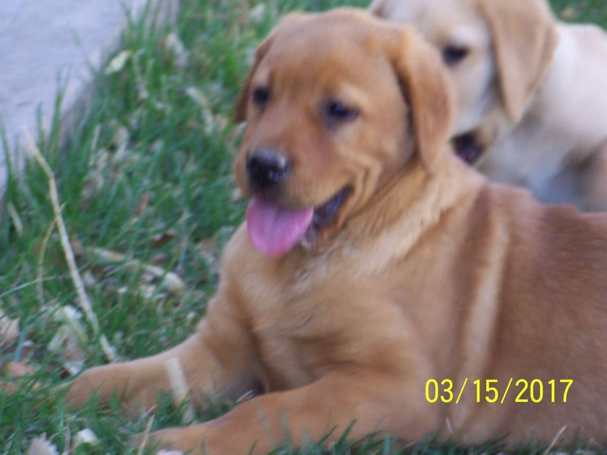 Labrador Retriever Puppies breeder image 6