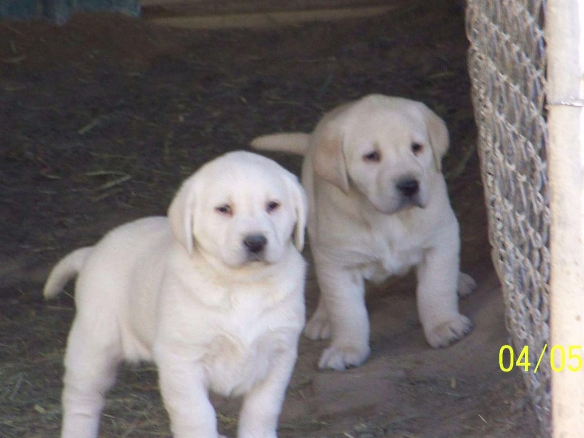 Labrador Retriever Puppies breeder image 4