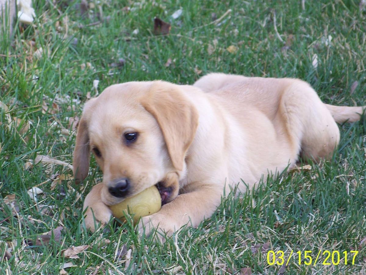 Labrador Retriever Puppies breeder image 3