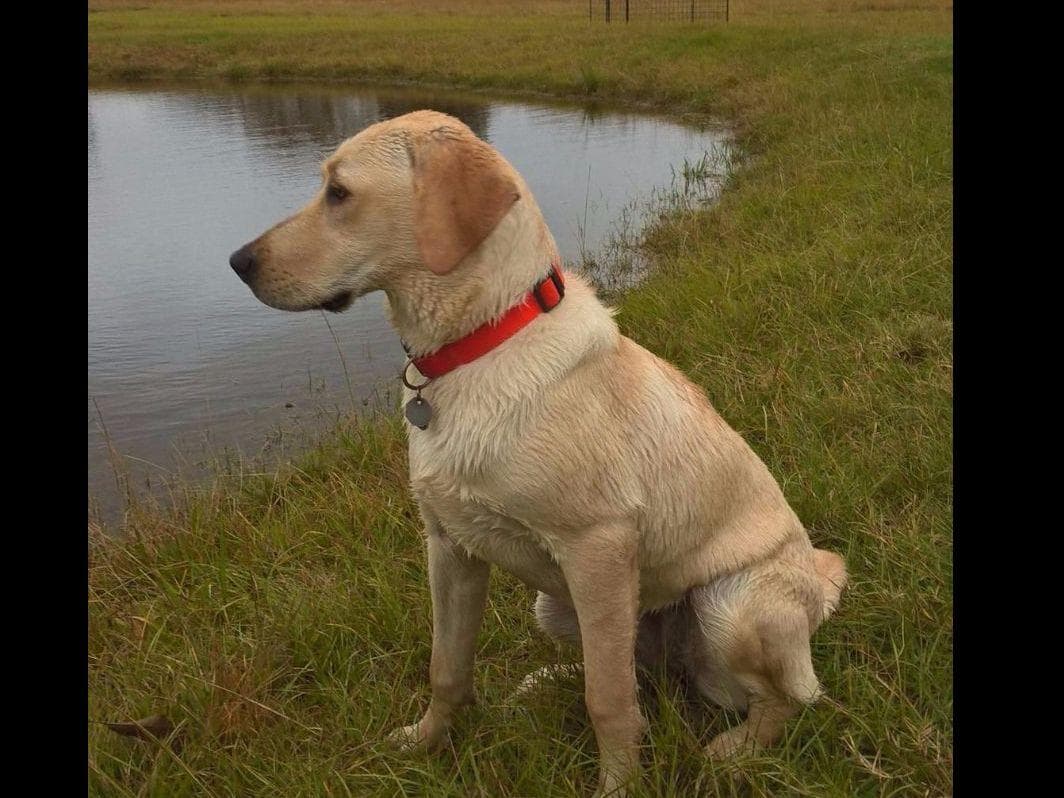 Labrador Retriever Puppies breeder image 2