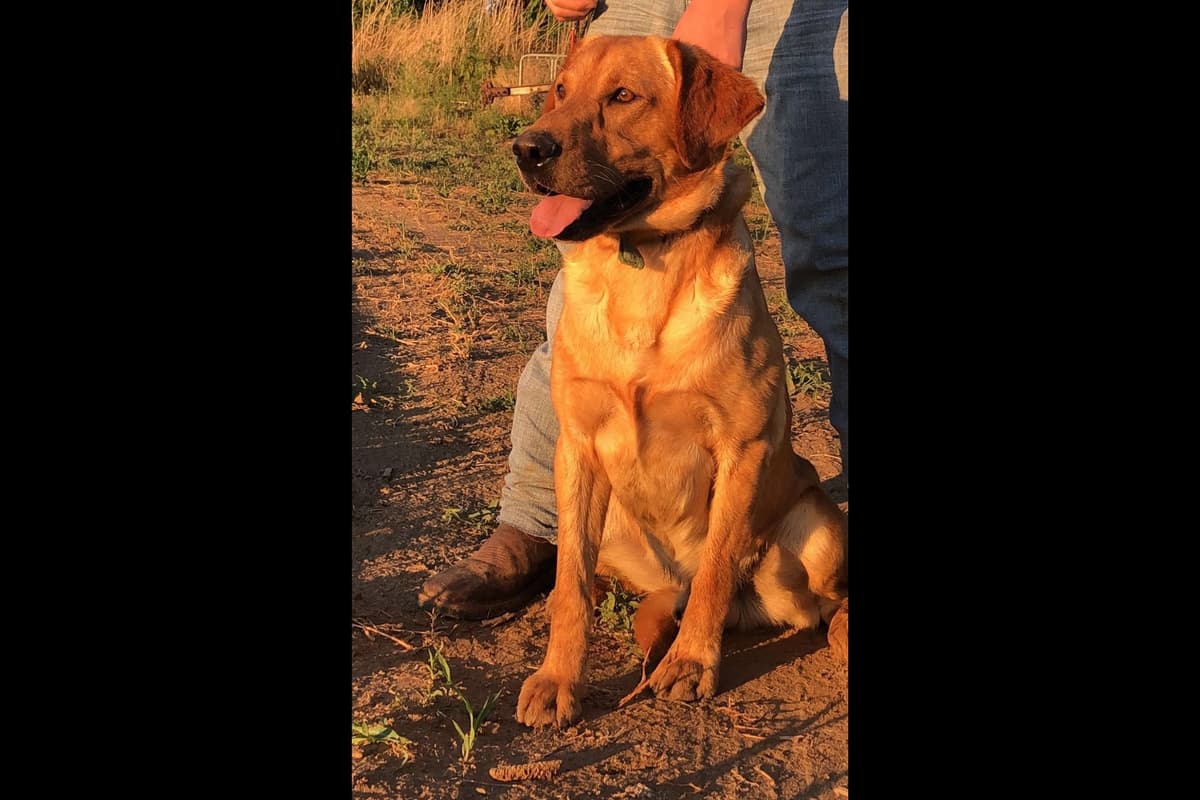 Labrador Retriever Puppies breeder image 12