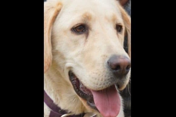 Labrador Retriever Puppies breeder image 13