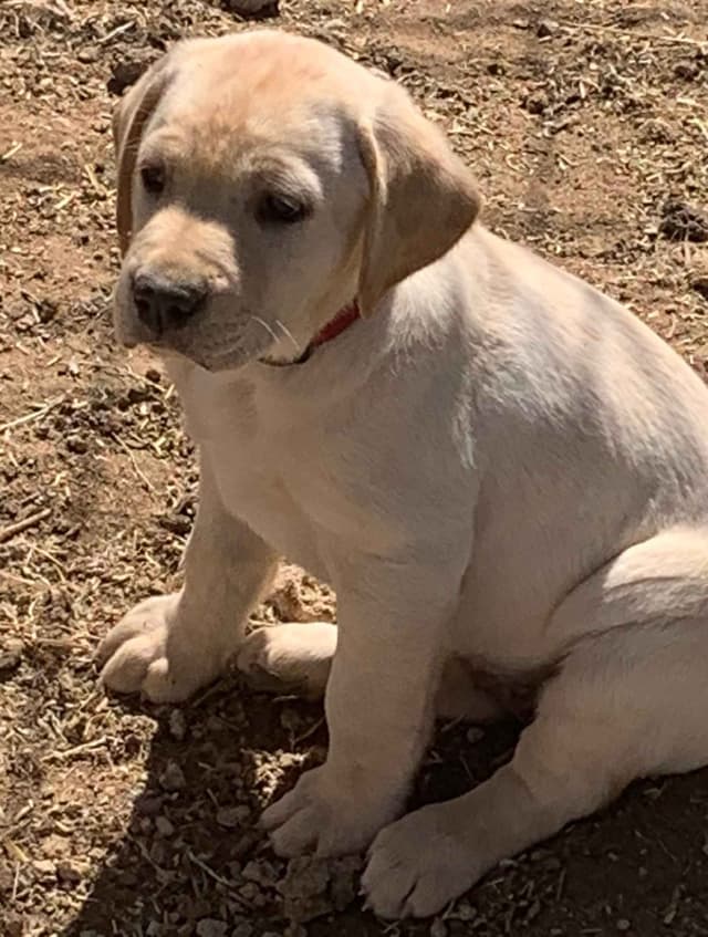 Labrador Retriever Puppies media 3