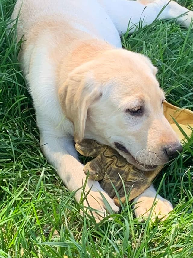 Labrador Retriever Puppies media 2