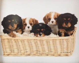 Cavalier King Charles Spaniel Puppies breeder image 3