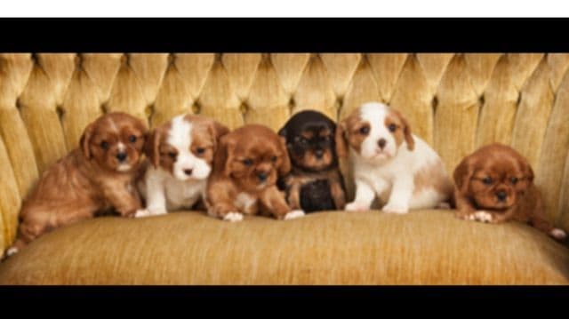 Cavalier King Charles Spaniel Puppies breeder image 2
