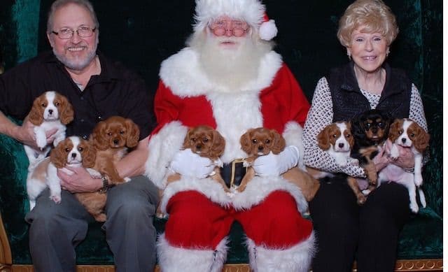 Cavalier King Charles Spaniel Puppies breeder image 1