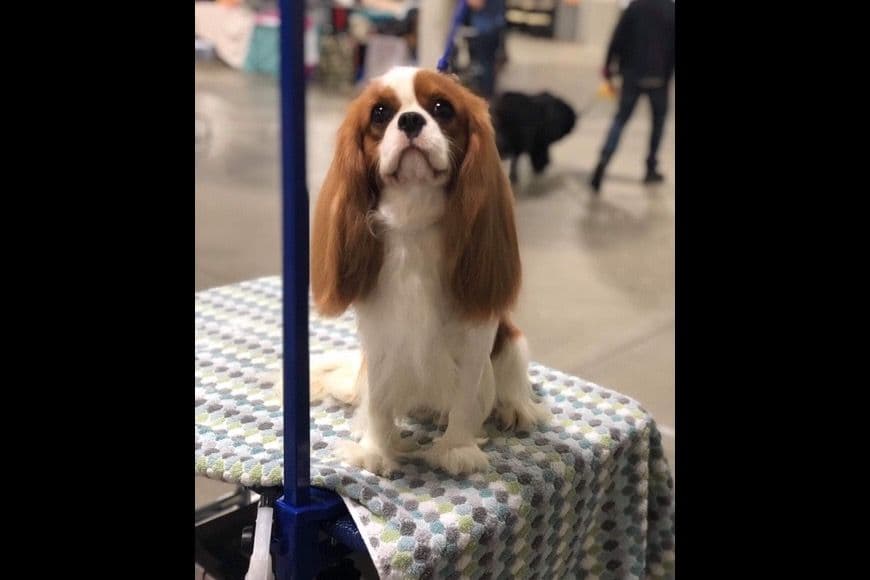 Cavalier King Charles Spaniel Puppies breeder image 9