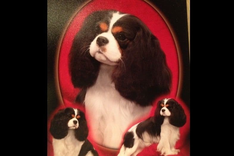 Cavalier King Charles Spaniel Puppies breeder image 11