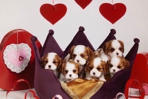 Cavalier King Charles Spaniel Puppies breeder image 12