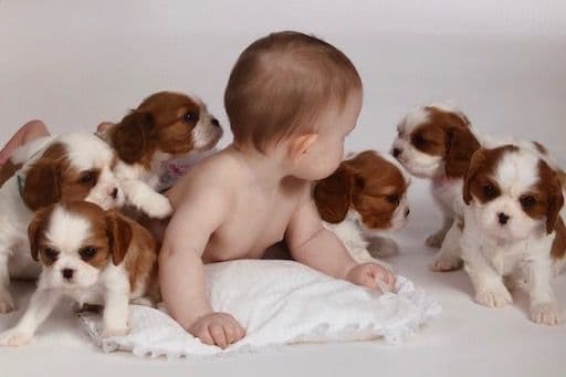 Cavalier King Charles Spaniel Puppies breeder image 13