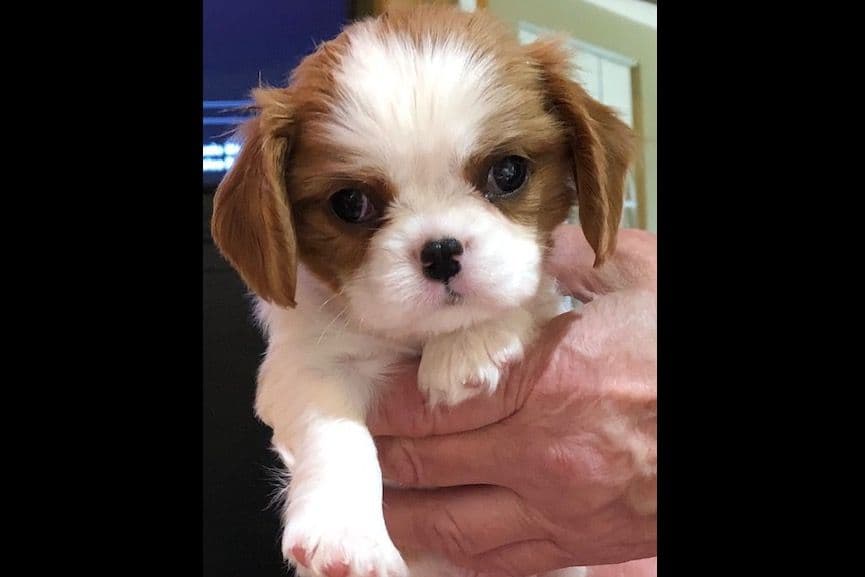 Cavalier King Charles Spaniel Puppies breeder image 14