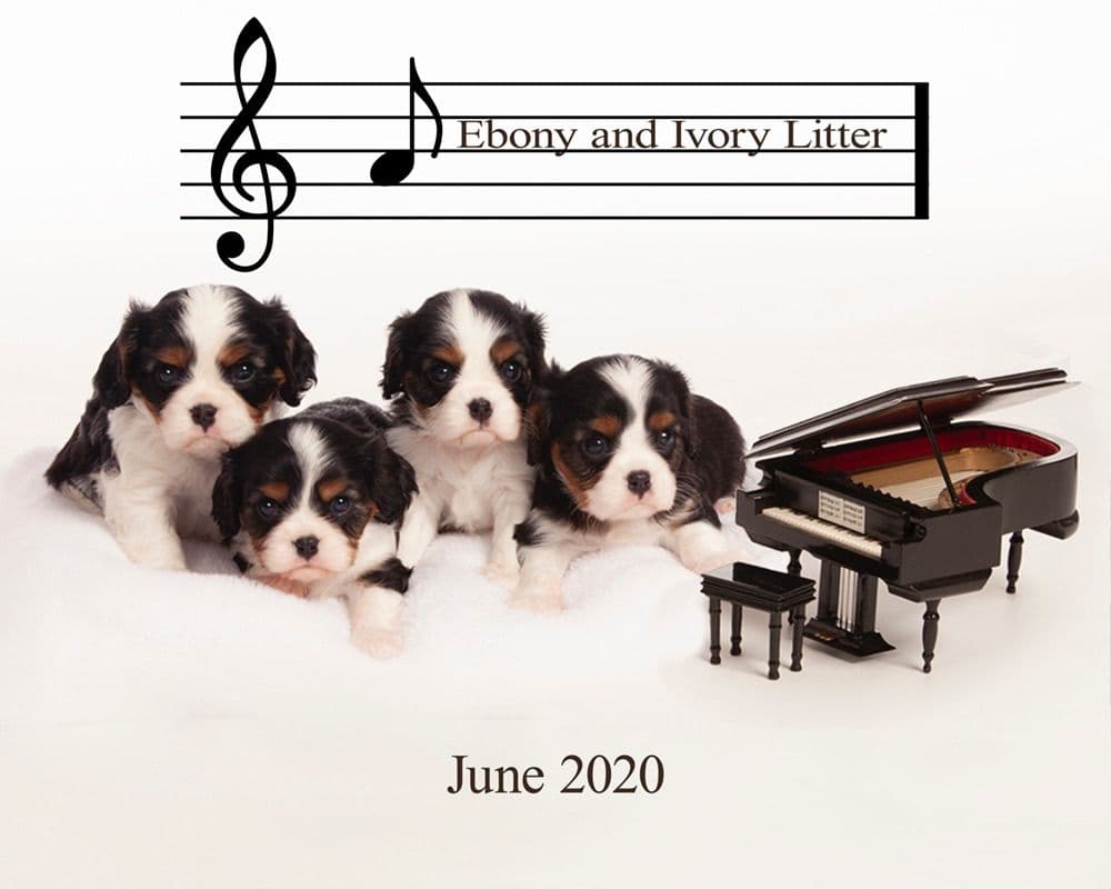 Cavalier King Charles Spaniel Puppies breeder image 16