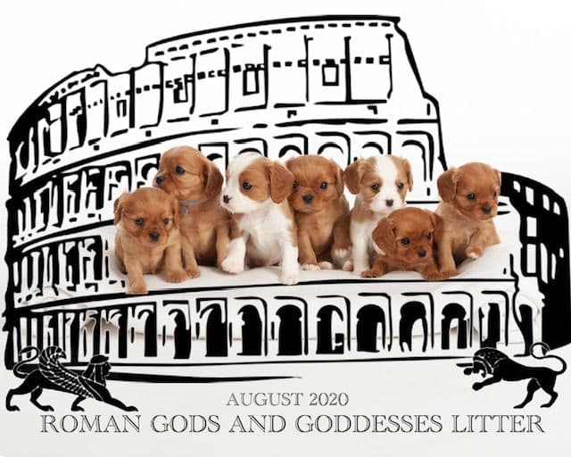 Cavalier King Charles Spaniel Puppies breeder image 18