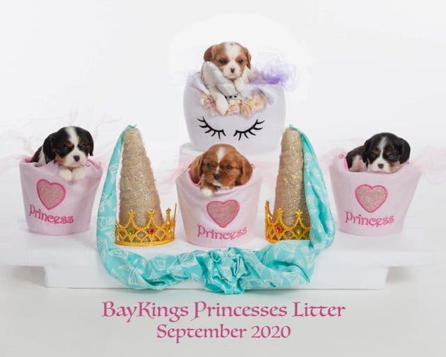 Cavalier King Charles Spaniel Puppies breeder image 19