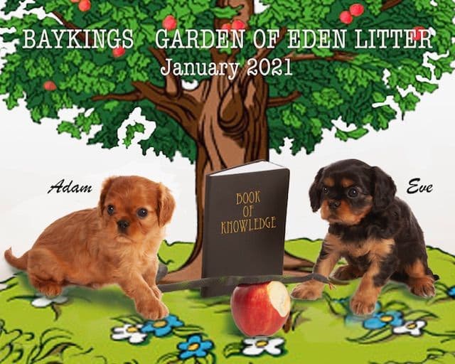 Cavalier King Charles Spaniel Puppies breeder image 20
